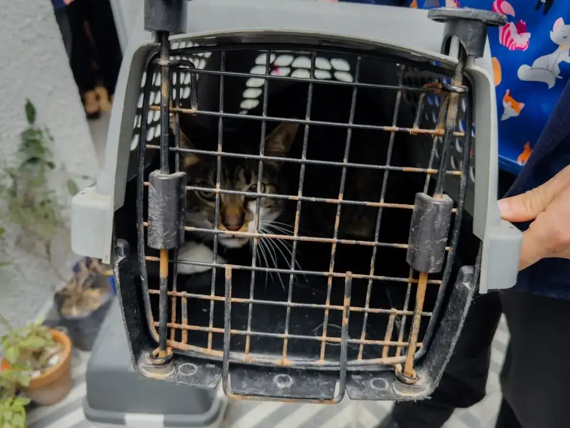 Rescataron a un gato maltratado que vivía en una jaula