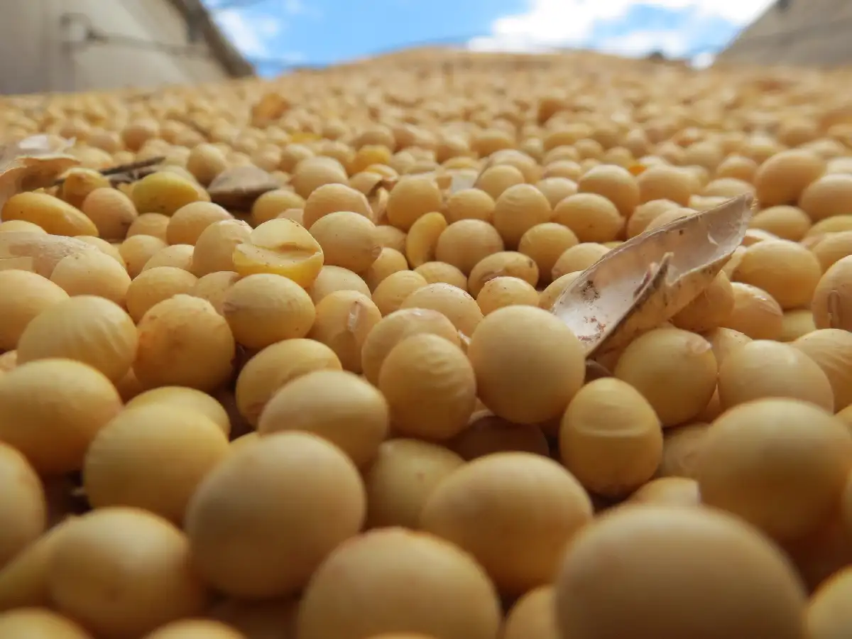 La demanda del gigante asiático  da sostén al precio de la soja