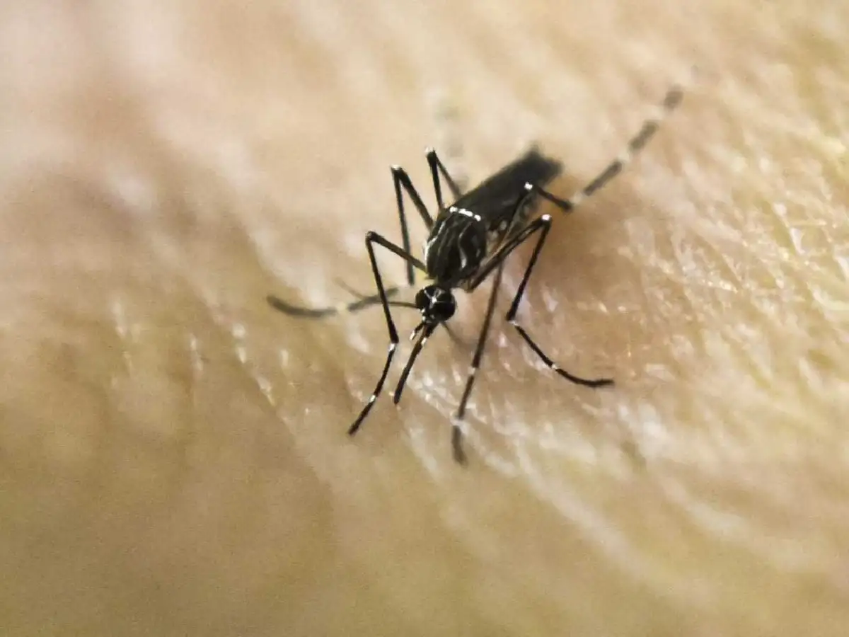 Se conmemora el Día Internacional contra el Dengue, una enfermedad que afecta más a las poblaciones vulnerables