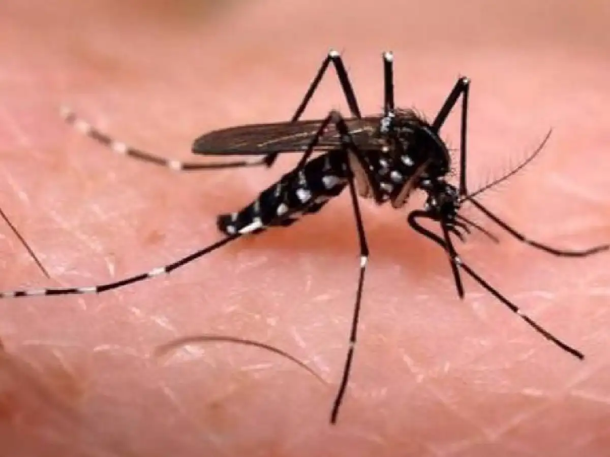 ¿Se acuerdan del zika?