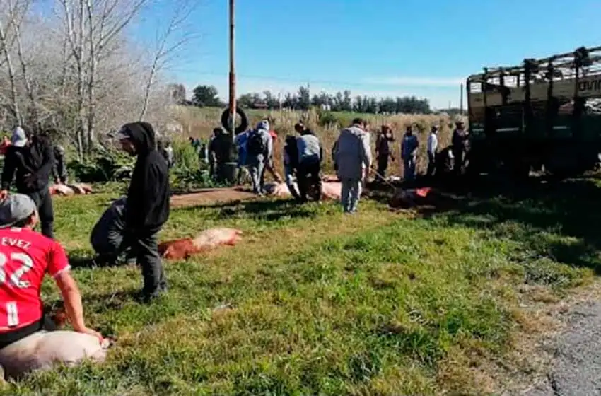Ataque "piraña" a un camión con cerdos