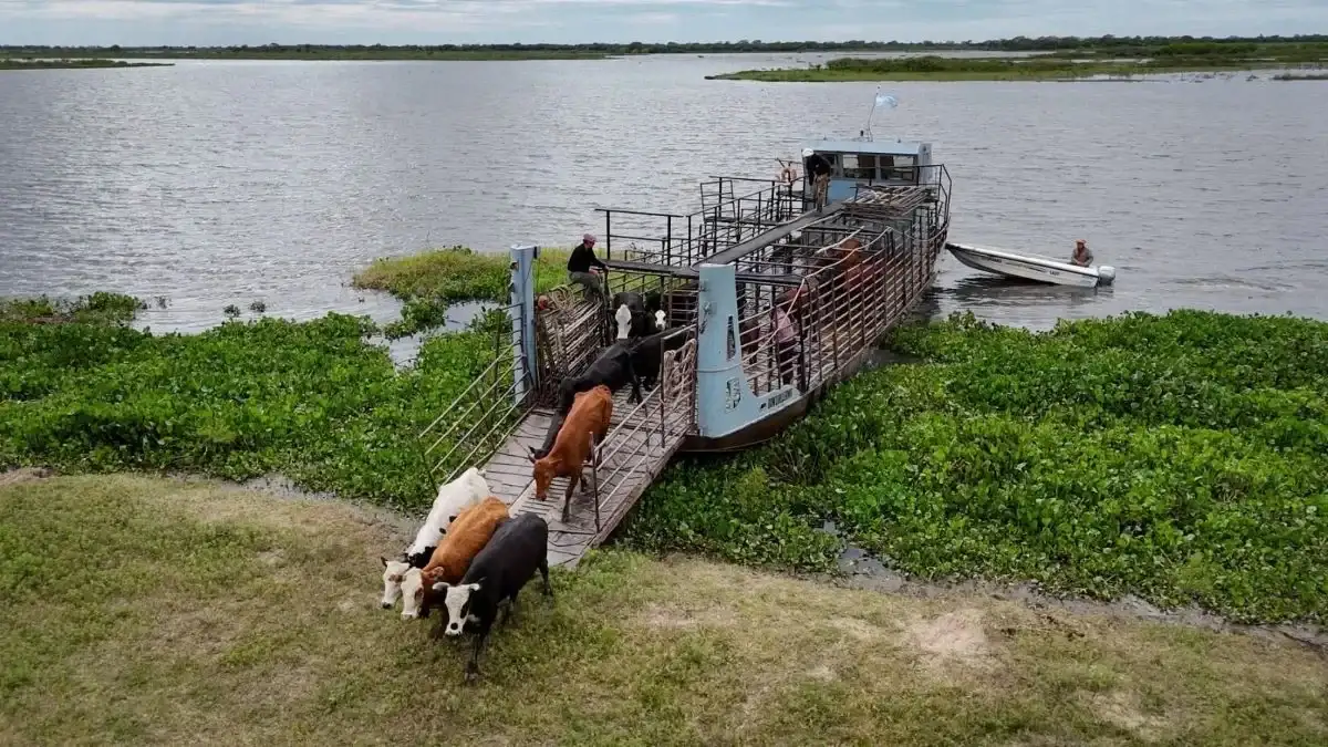 El Paraná y el Uruguay en alerta: la creciente pone en jaque a la ganadería de islas
