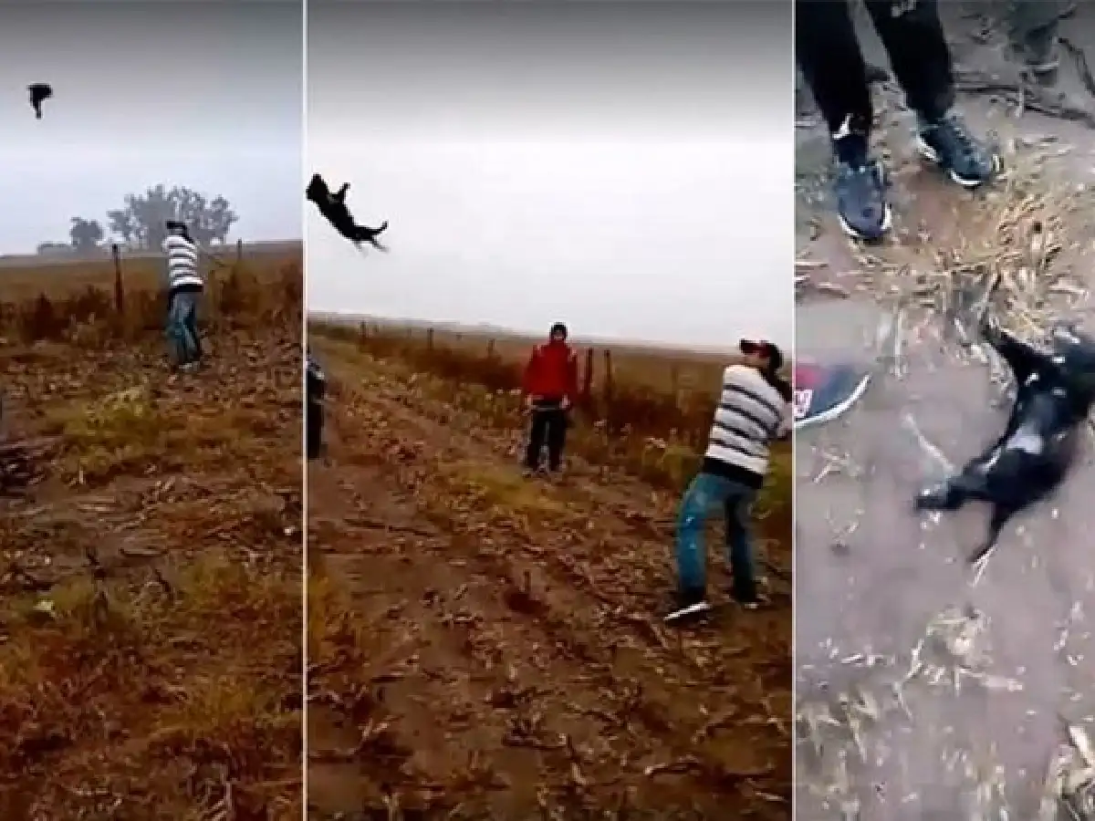 Crueldad animal: jugaron béisbol con un perro hasta matarlo