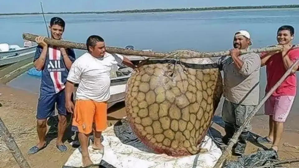 Pescan una gigantesca raya en Entre Ríos