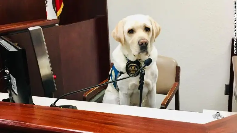Caso Turpin: un perro judicial acompaña a los niños a declarar