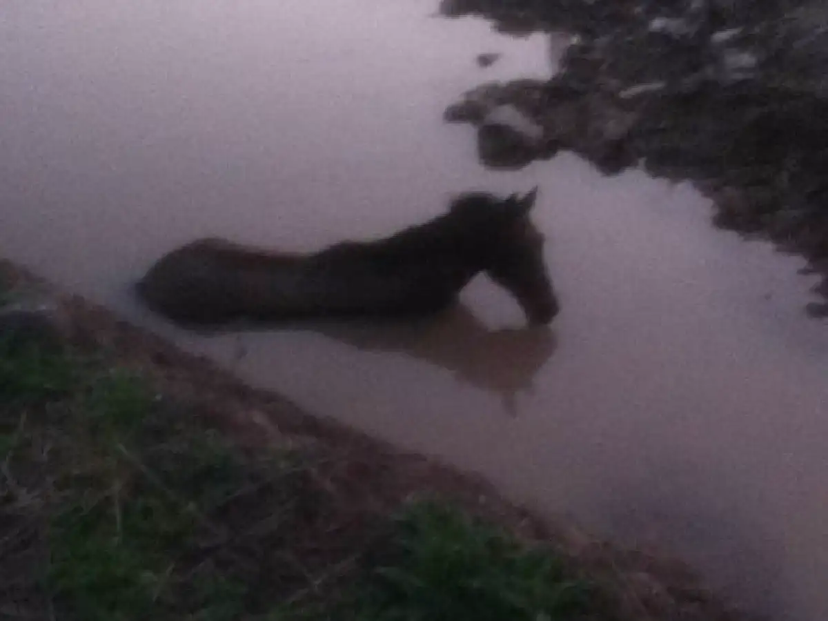 Bomberos rescataron un caballo atrapado en el barro 