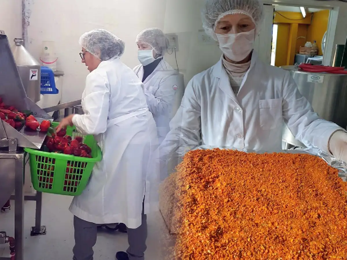 Deshidratan hortalizas con energía solar para elaborar alimentos comunitarios    