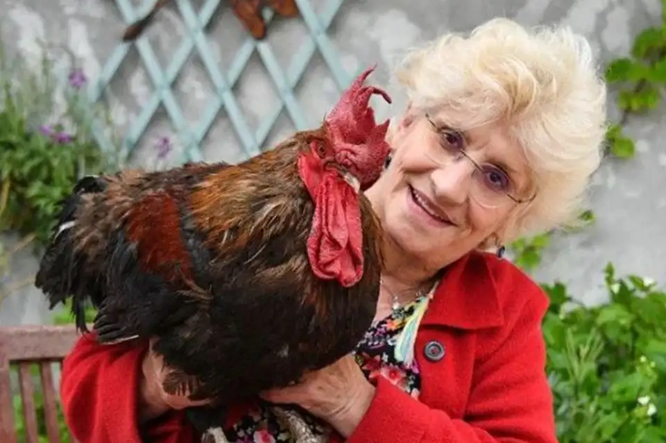 Un gallo va a juicio por cantar muy temprano