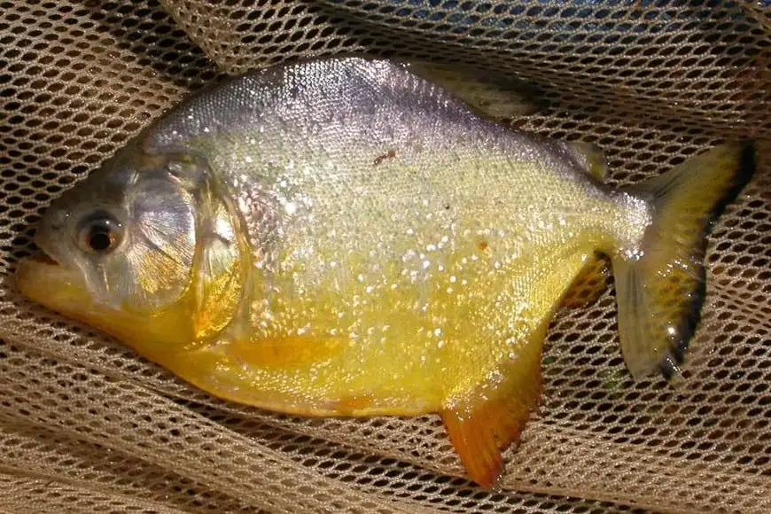 palometas - 4
