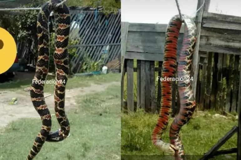 Apareció una serpiente gigante en Entre Ríos y generó preocupación