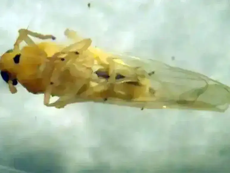 chicharrita