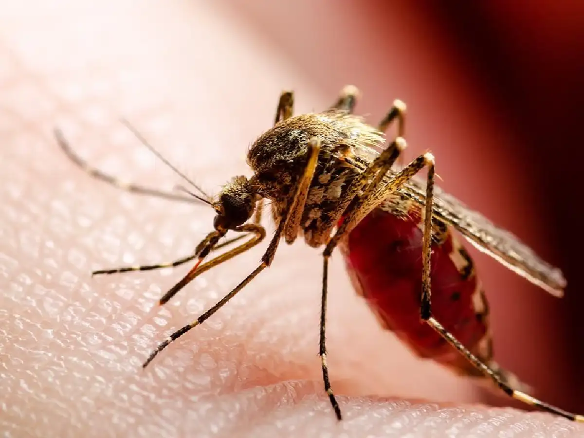Día Mundial de la Salud: 10 enfermedades que la ciencia derrotó y 3 que aún persisten