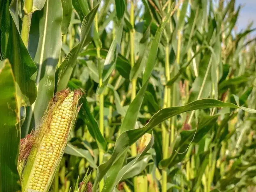 Maíz 2025/26: la región núcleo proyecta un salto productivo del 20% pese al recorte hídrico.