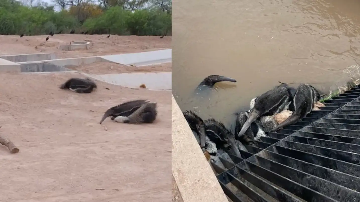 El Canal de la Patria en Santiago del Estero causó la muerte de cientos de animales. Foto: Luis Martínez