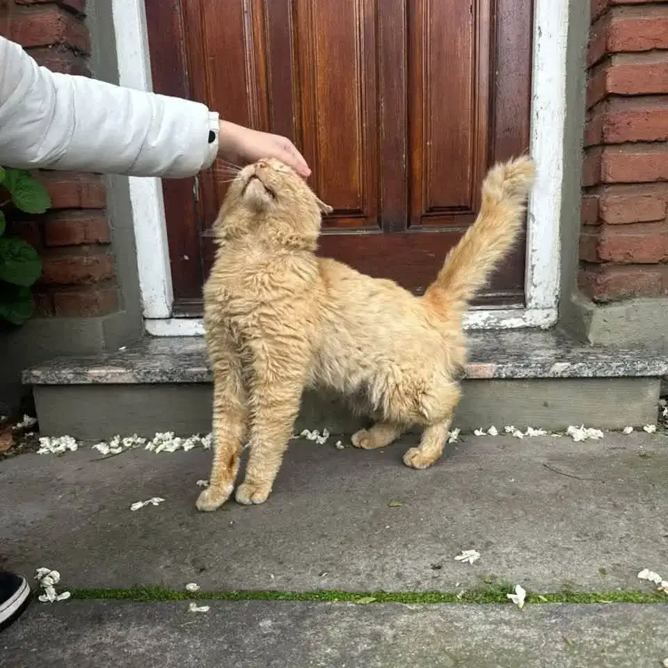 Buscan un hogar urgente en Mar del Plata para un gato que vive en la calle: “Es muy mimoso y muere por una familia”