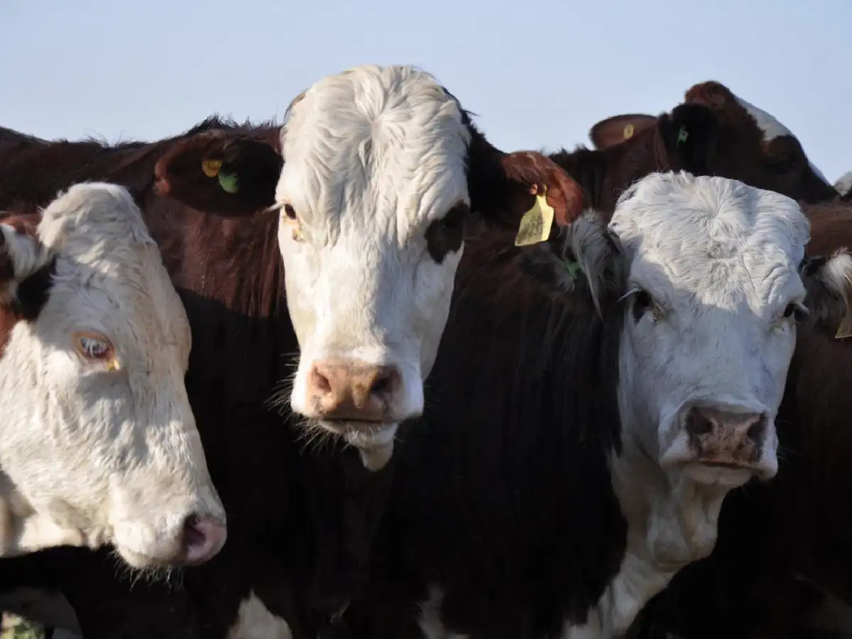 “Todo hace pensar en el regreso de la ganadería en zonas donde la agricultura ya se había consolidado”  