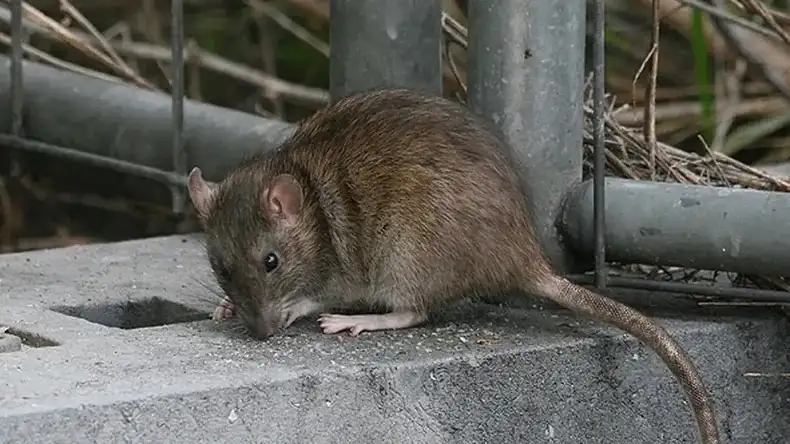 Prevención frente al hantavirus