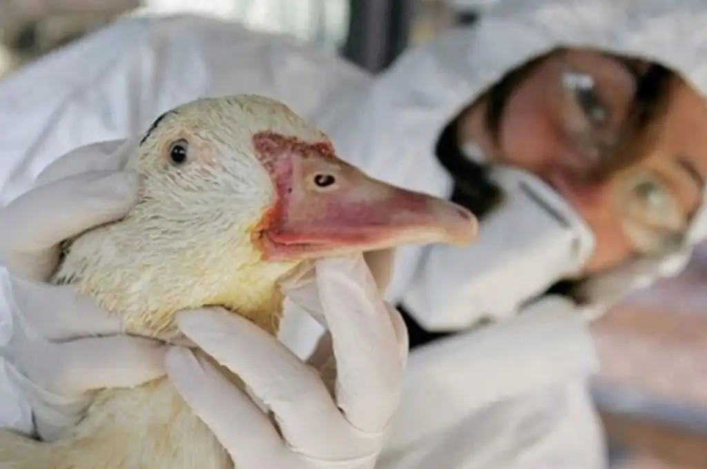 Continúa el sacrificio de patos en Francia para evitar brote de gripe aviar