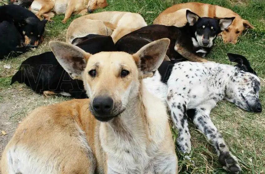 Avanza la construcción del Centro Municipal Veterinario