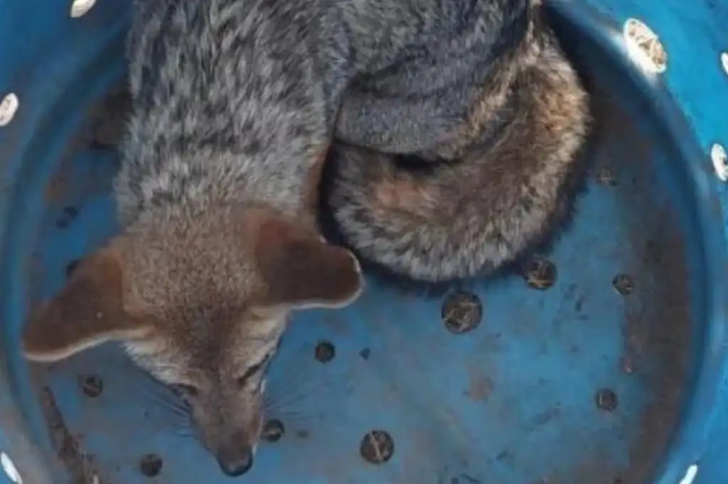 El animal apareció en plena zona urbana