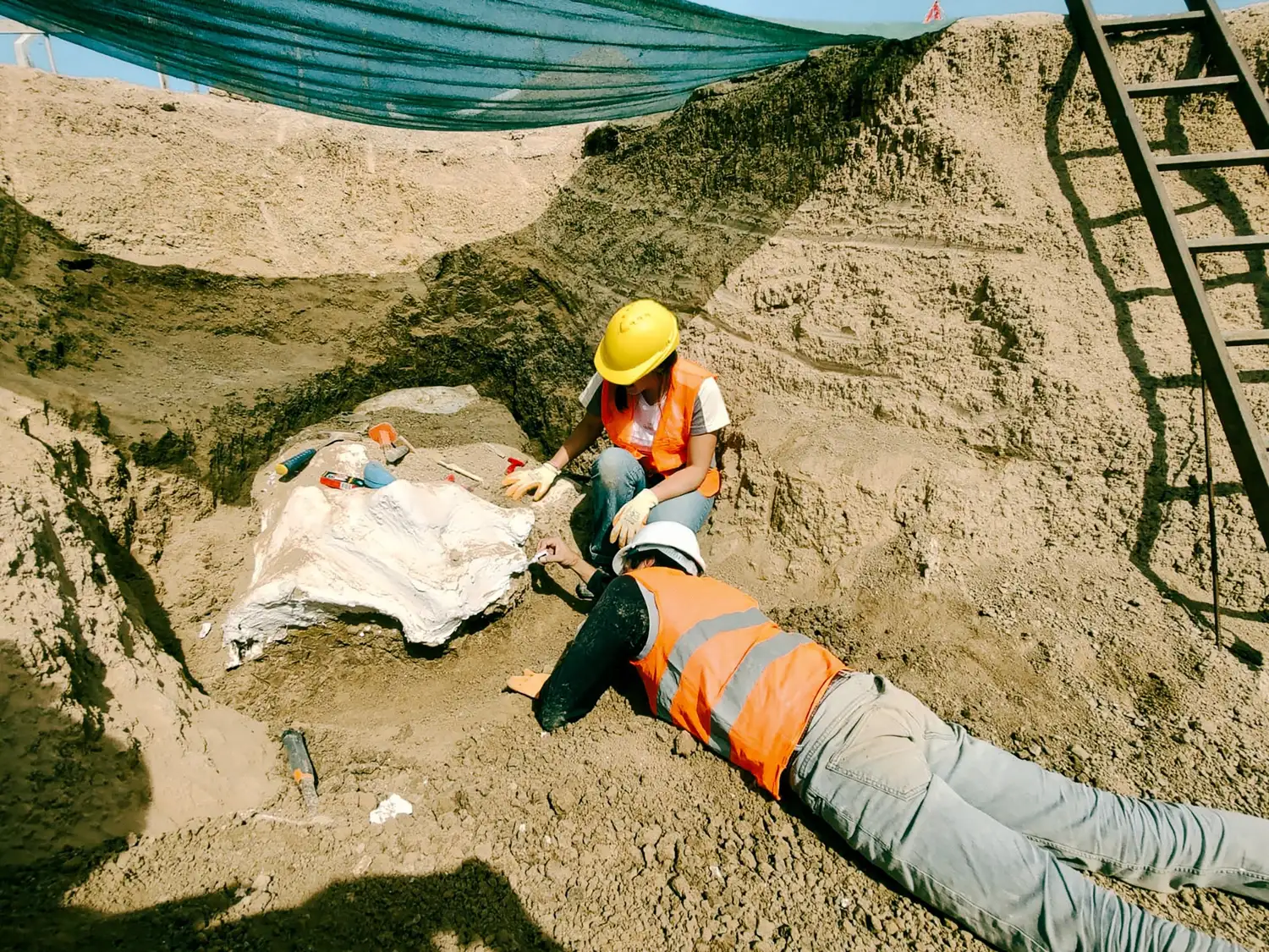 Los restos óseos aparecieron en una excavación de Obras Sanitarias y se dio rápida intervención a los paleontólogos del Museo Municipal de Ciencias Naturales Lorenzo Scaglia.
