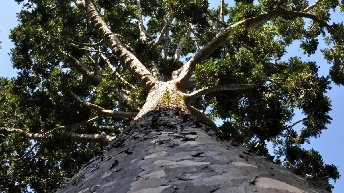 Indignante: vandalizaron un árbol único en el continente