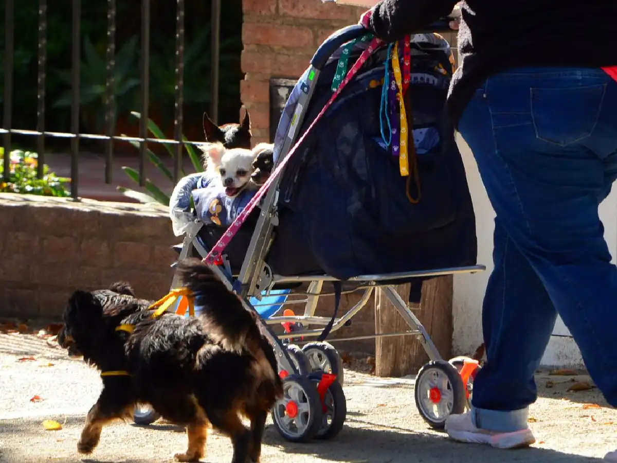San Francisco habilitó caminatas de esparcimiento