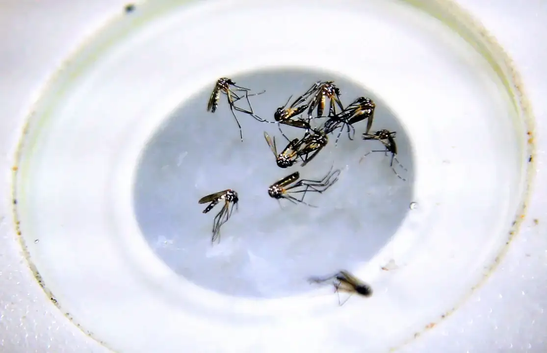 dengue