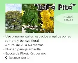 ibirá