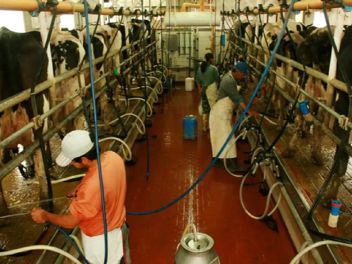 CRA dijo que SanCor "engaña" a los productores tamberos