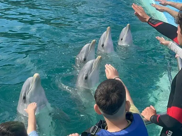 Los delfines están en un oceanario a orillas del Mar Rojo.