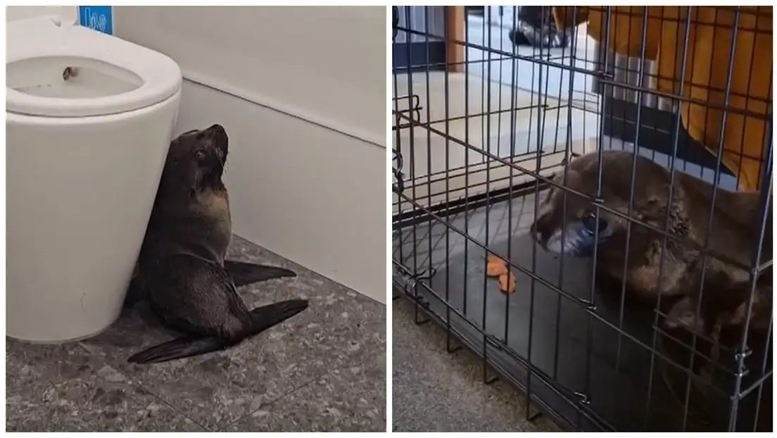 El animal esquivó mesas, se metió al baño y terminó rescatada