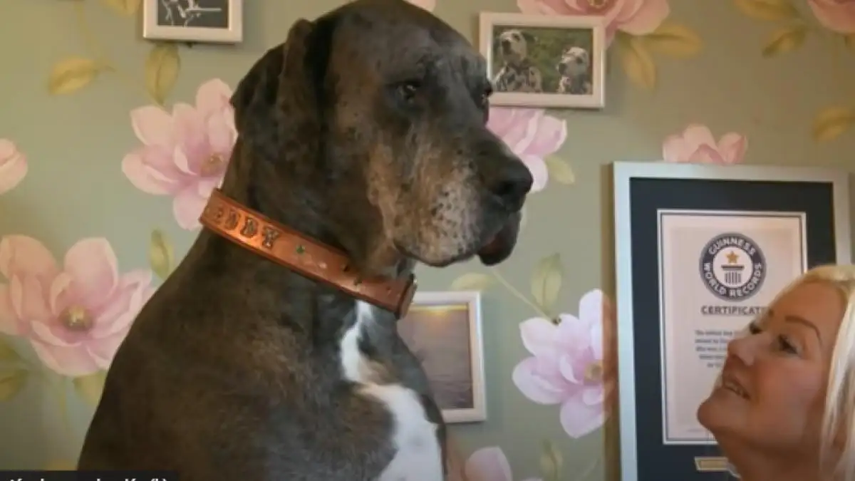 Freddy, el perro más grande del mundo falleció