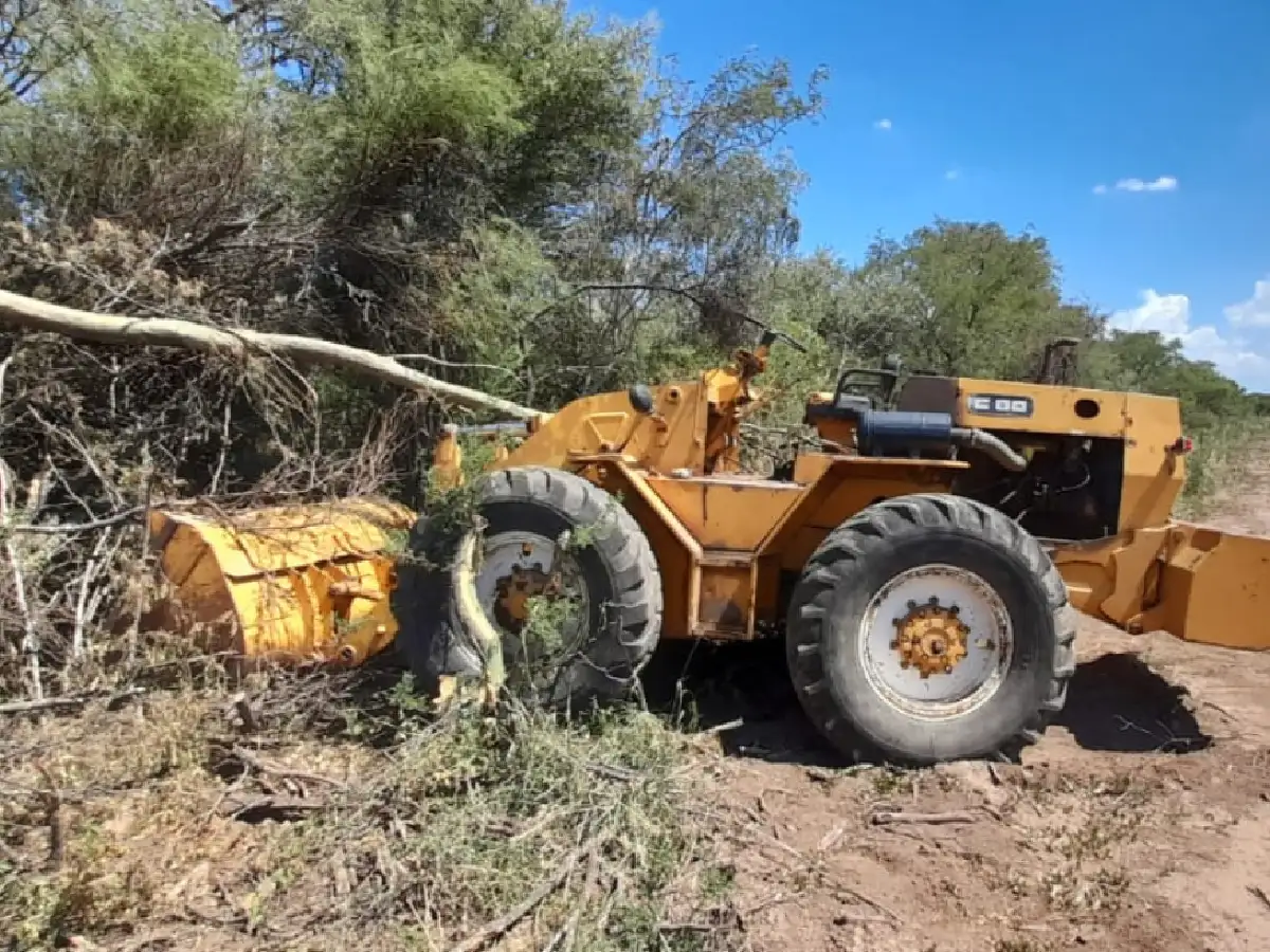 Sebastián Elcano: se paralizó un desmonte selectivo en un parche de bosque nativo