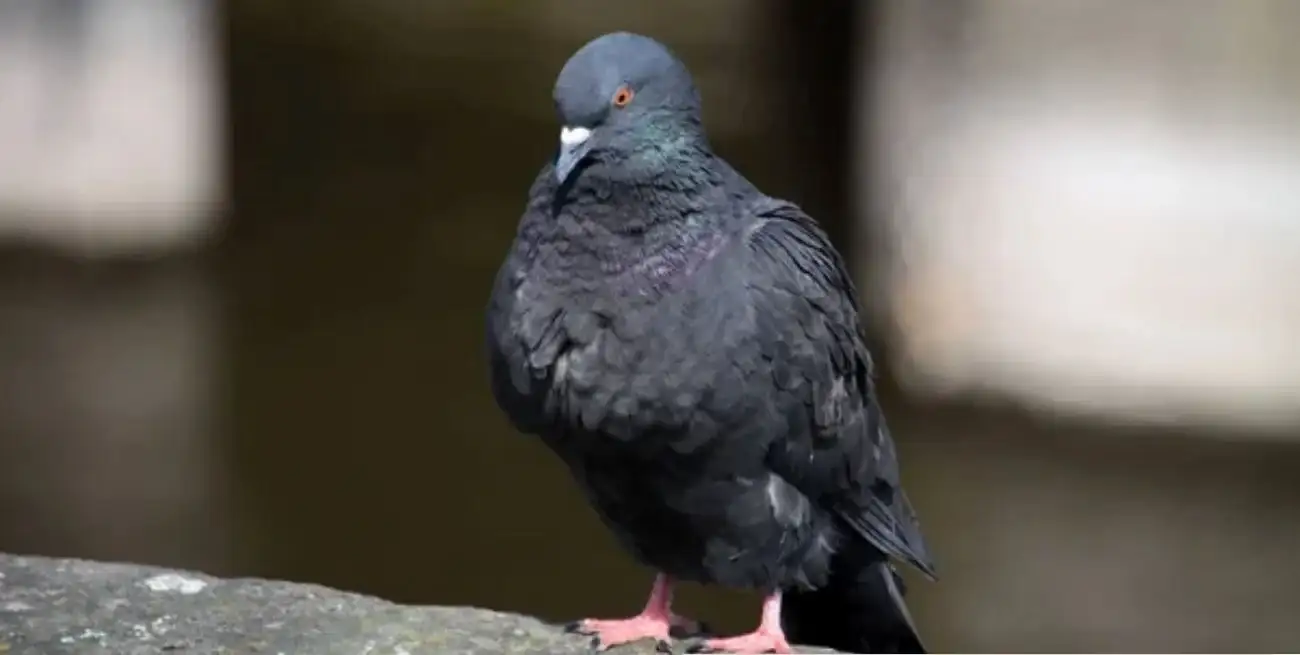 Siguen apareciendo palomas utilizadas para entrar droga a la Unidad 1.