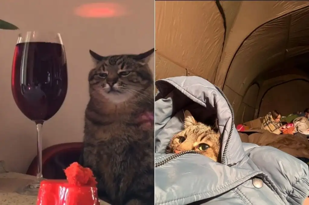 La historia de Stepan, el gato fenómeno de internet que logró escapar de Ucrania junto a su dueña