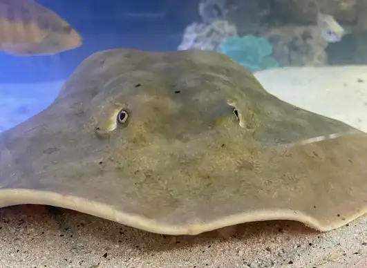 Charlotte ya es famosa. Foto: Aquarium & Shark Lab by Team ECCO