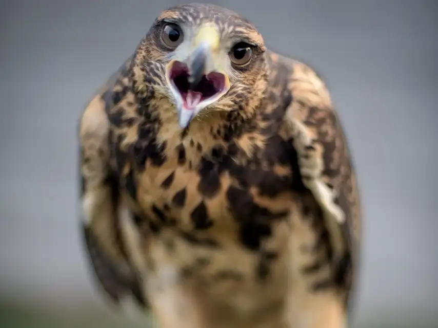 aves rapaces - 1