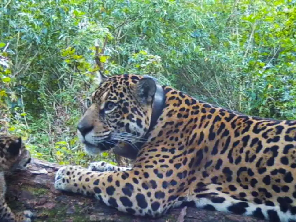 Esteros del Iberá: nacieron dos yaguaretés silvestres