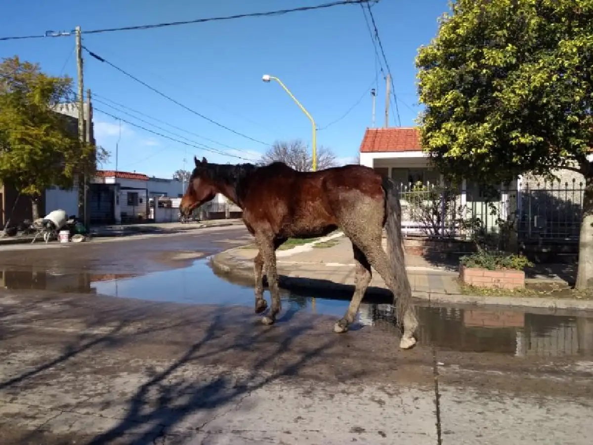 Animales en la vía pública