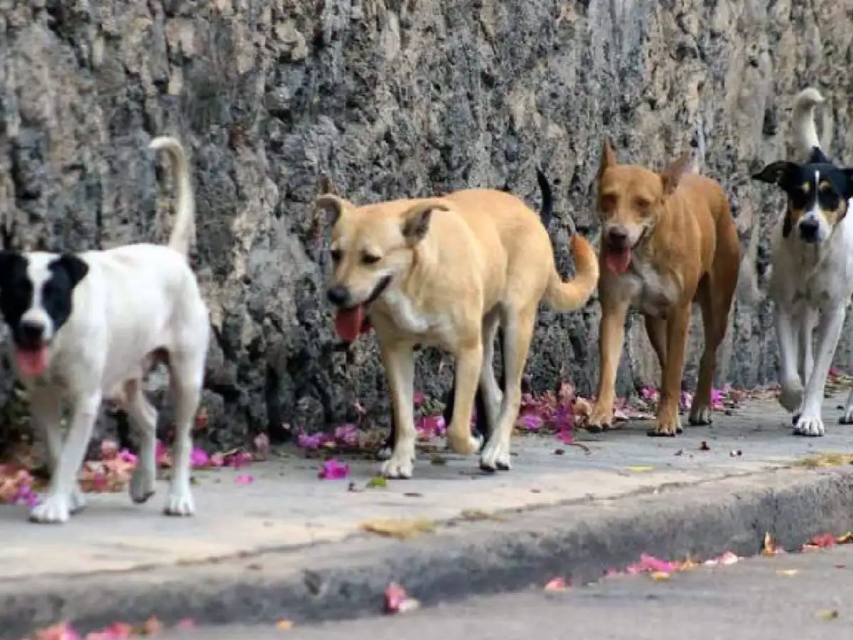 Sigue grave la niña atacada por perros en Córdoba