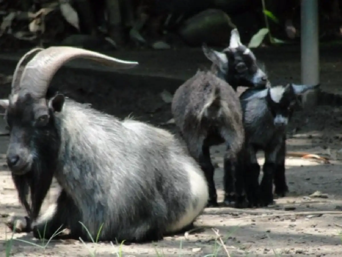 Buscan "adoptantes responsables" para 1000 animales del ex zoo de Mendoza