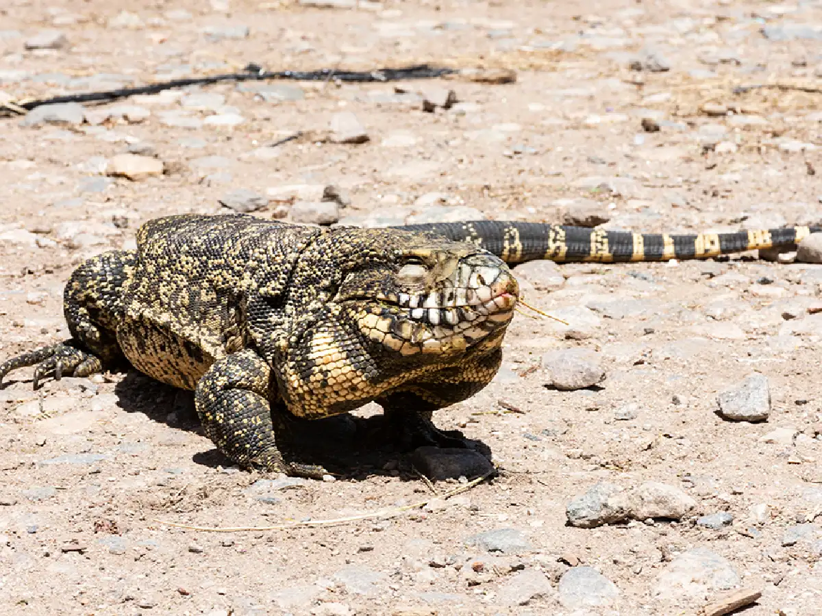 Policía Ambiental rescató un lagarto overo en Río Segundo