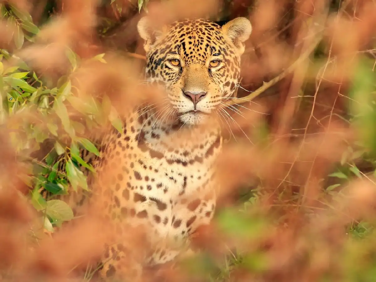 El yaguareté volvió al Parque Iberá luego de 70 años de extinción en la región 
