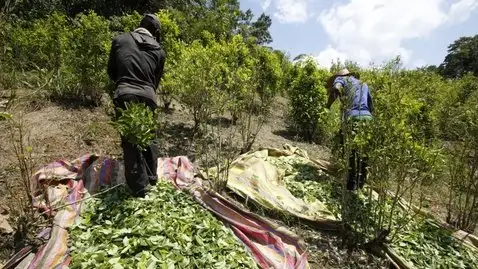 El cultivo de coca en Colombia alcanzó su máximo histórico