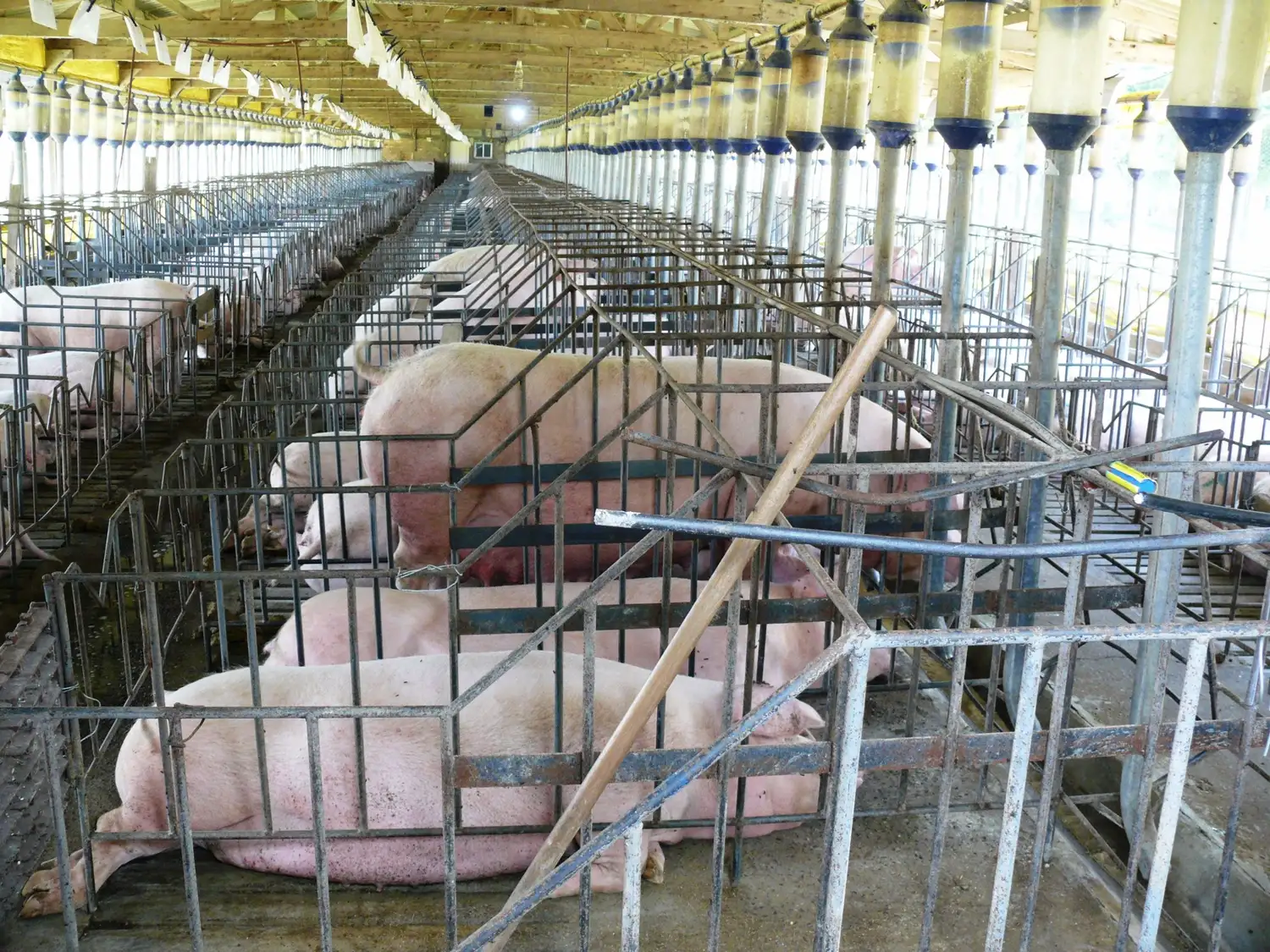Productores porcinos alertan sobre la pérdida de puestos de trabajo
