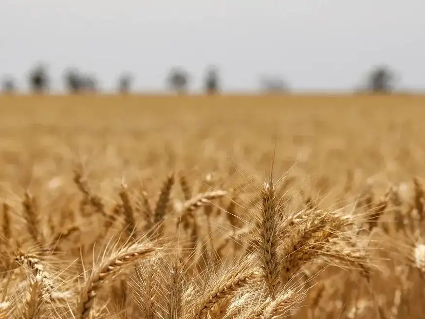 Se repasan los números y hay mejoras en los márgenes de los cultivos. Crédito: Archivo.