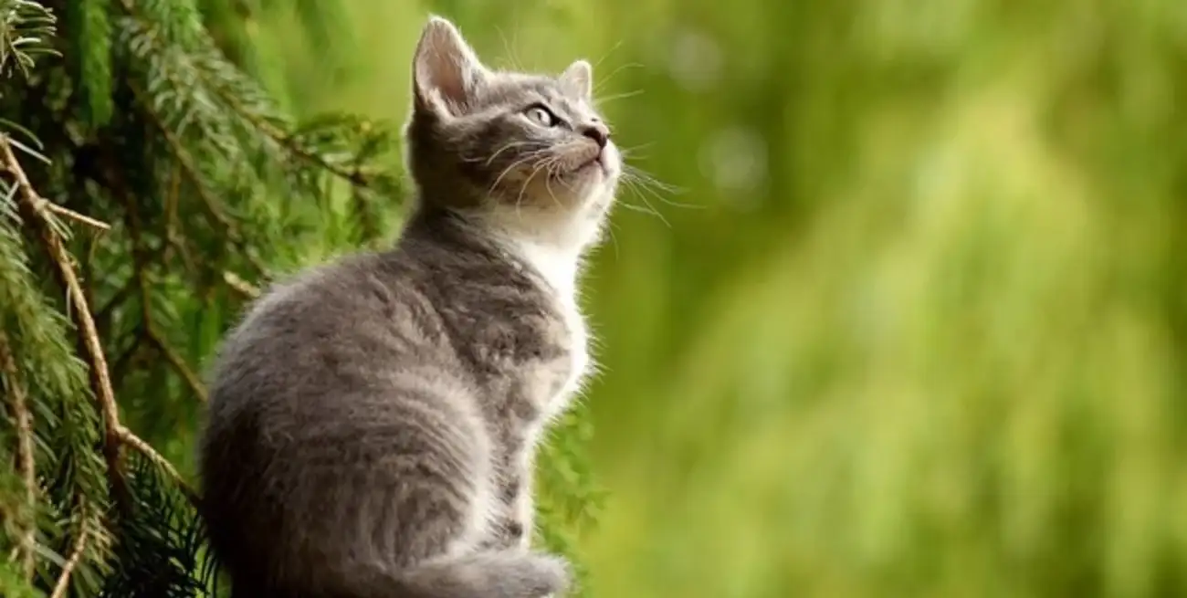 El objetivo principal de este día es concienciar sobre los derechos de los animales y promover prácticas éticas y responsables en relación con ellos.