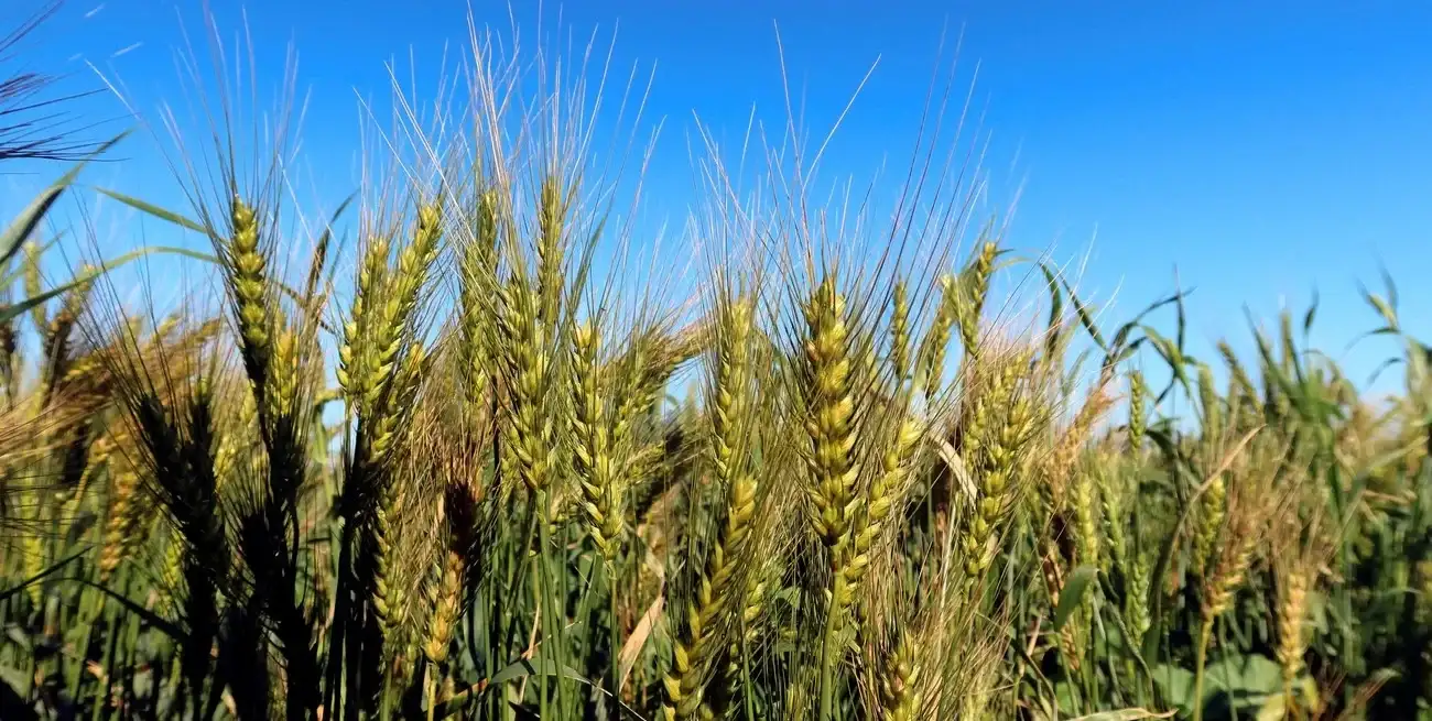 Falta de lluvias: el 70% de la región núcleo inicia la primavera con reservas limitadas