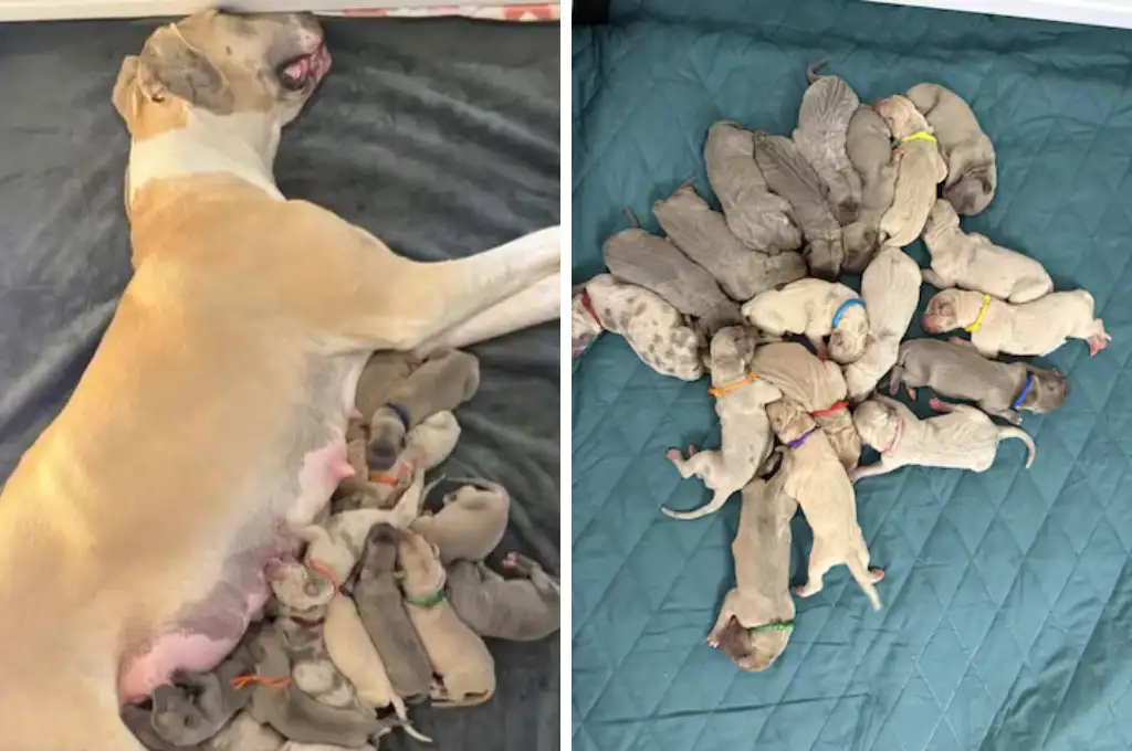 El nacimiento de 19 cachorros de gran danés en Illinois se considera uno de los casos más excepcionales de la raza.